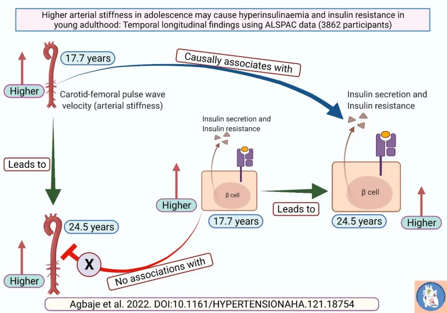 Arterial stiffness in adolescence may potentially cause insulin resistance and low HDL-​cholesterol in young adulthood